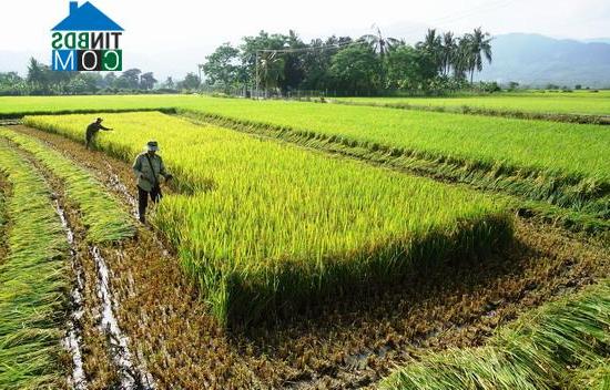 Hình ảnh Vĩnh Quang, Gia Lai