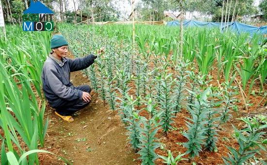 Hình ảnh Vĩnh Sơn, Gia Lai