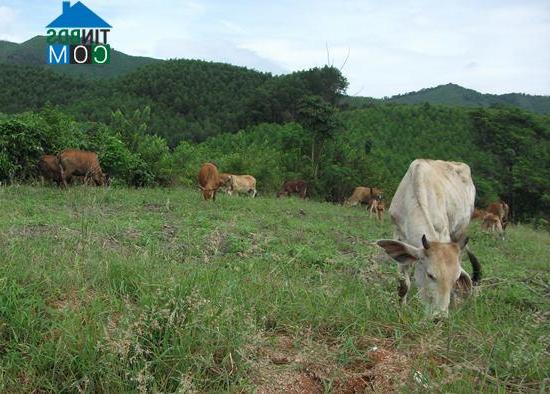 Hình ảnh Canh Vinh, Gia Lai