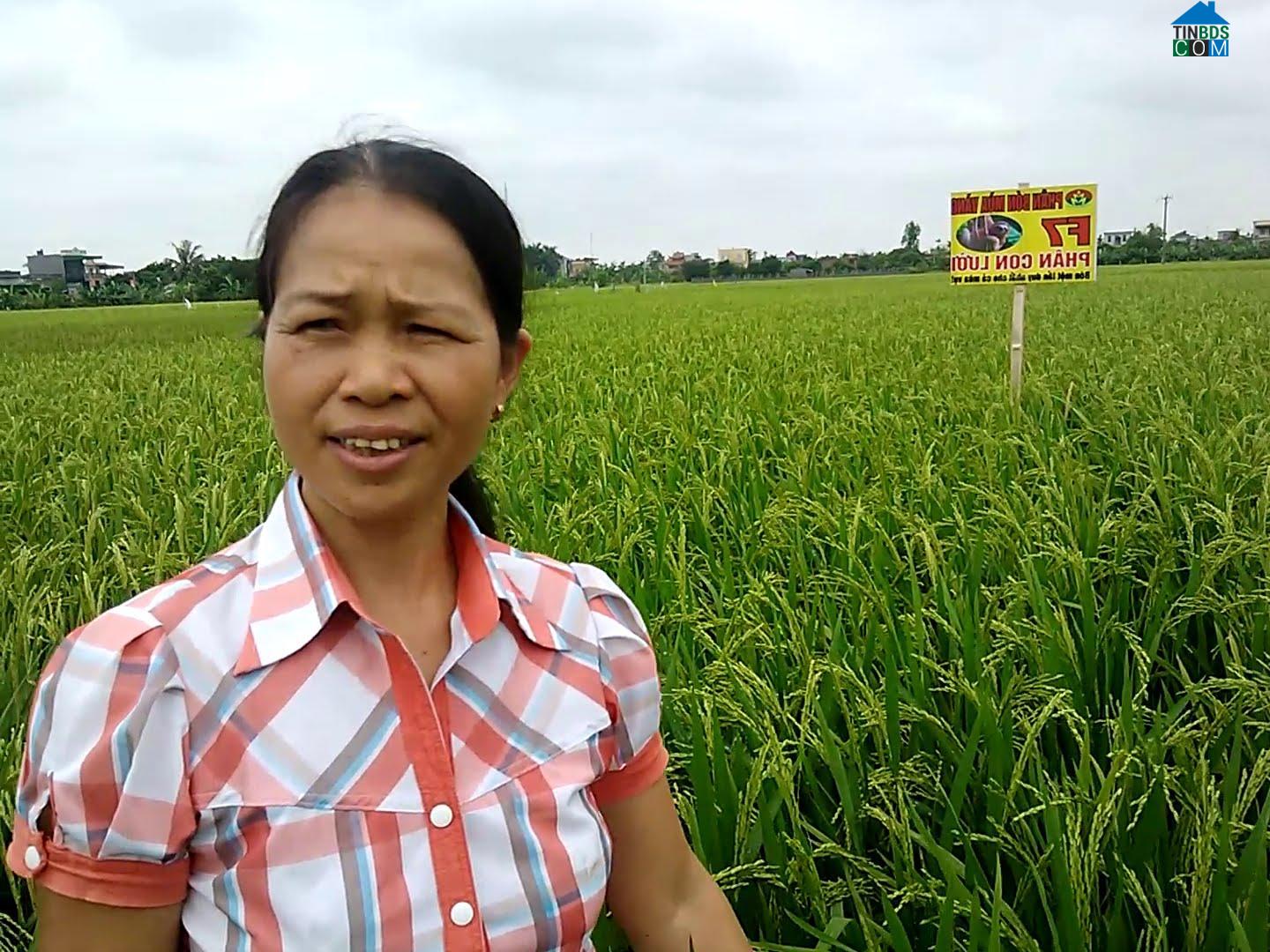 Hình ảnh Bắc Đông Quan, Hưng Yên