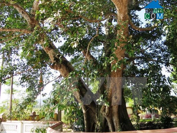 Hình ảnh Trần Phú, Hà Tĩnh