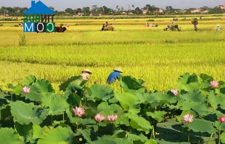 Hình ảnh Hồng Quang, Hưng Yên