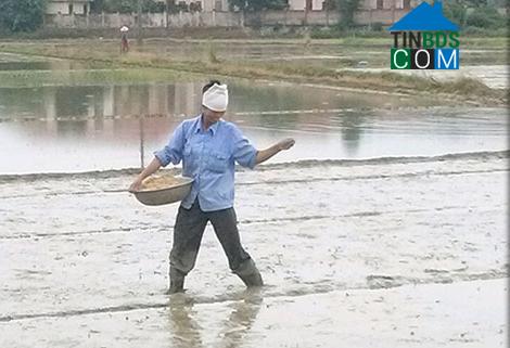 Hình ảnh Bắc Tiên Hưng, Hưng Yên