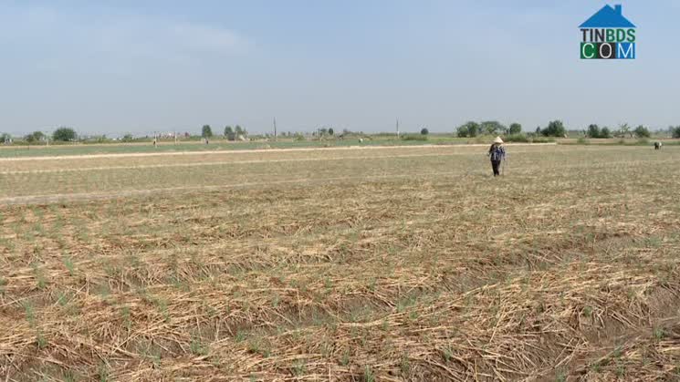 Hình ảnh Đông Thụy Anh, Hưng Yên