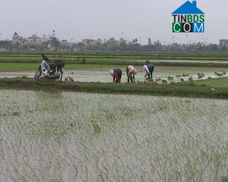 Hình ảnh Đông Tiền Hải, Hưng Yên