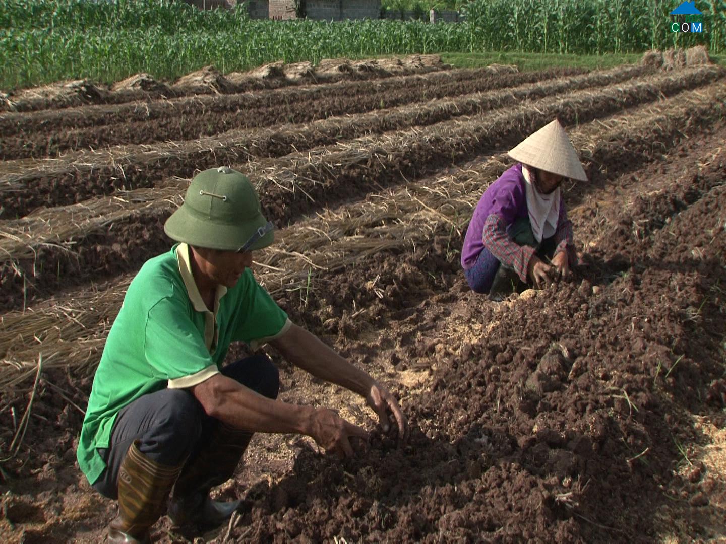 Hình ảnh Nam Tiên Hưng, Hưng Yên