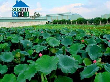 Hình ảnh Nguyễn Trãi, Hưng Yên