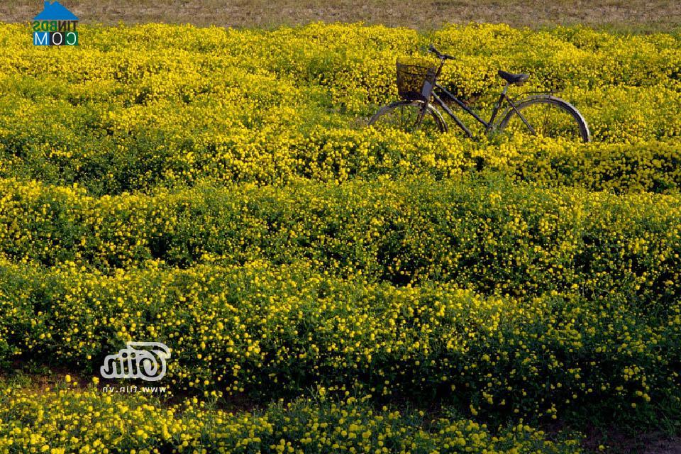 Hình ảnh Như Quỳnh, Hưng Yên