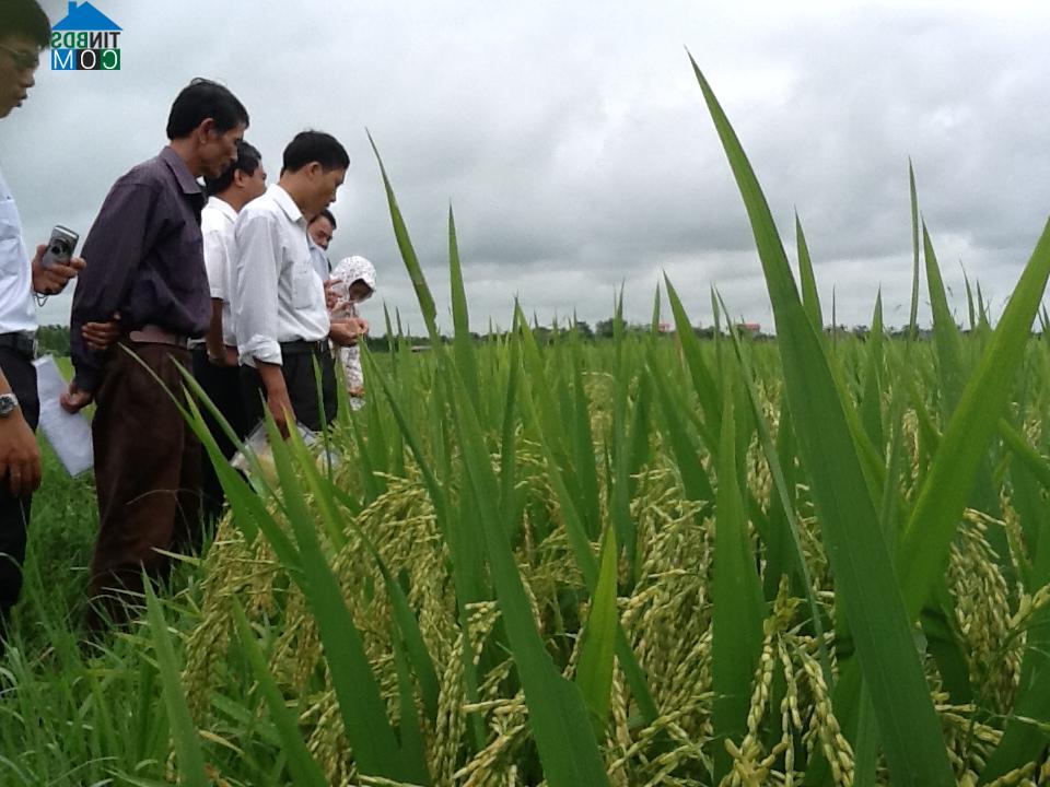 Hình ảnh Quỳnh An, Hưng Yên
