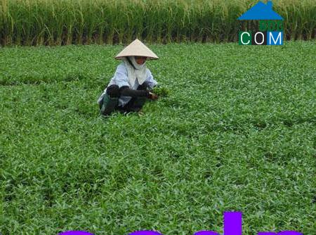 Hình ảnh Quỳnh Phụ, Hưng Yên