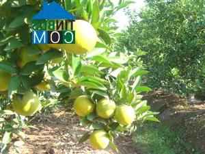 Hình ảnh Tiên Tiến, Hưng Yên