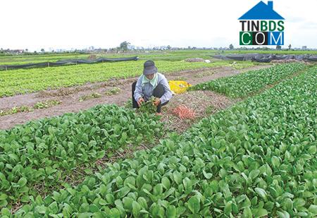 Hình ảnh Trần Lãm, Hưng Yên