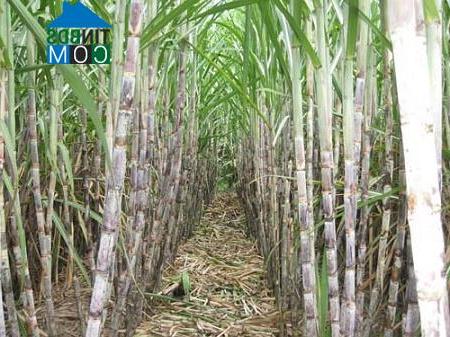 Hình ảnh Diên Thọ, Khánh Hòa