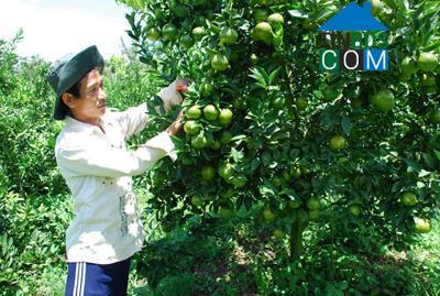 Hình ảnh Tân Hà Lâm Hà, Lâm Đồng