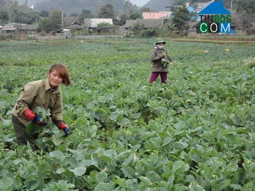 Hình ảnh Tân Phong, Lai Châu