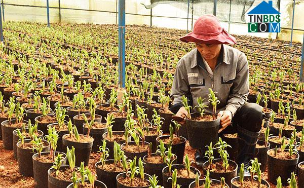 Hình ảnh Lâm Viên - Đà Lạt, Lâm Đồng