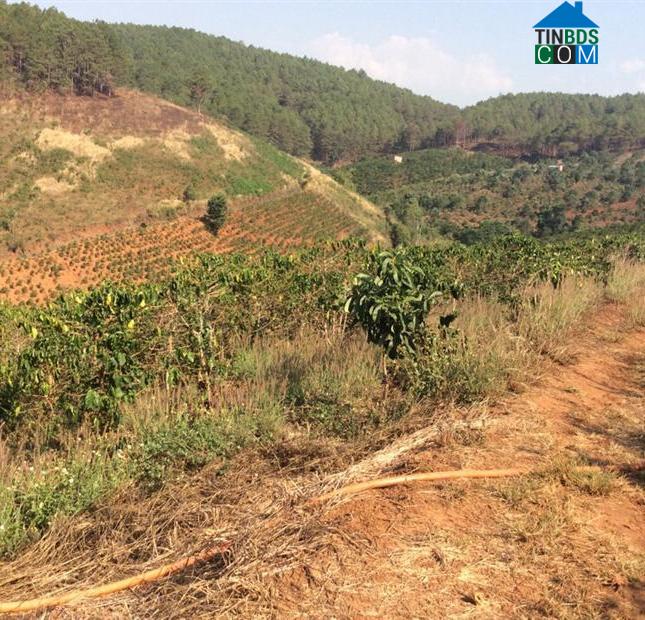 Hình ảnh Nam Ban Lâm Hà, Lâm Đồng