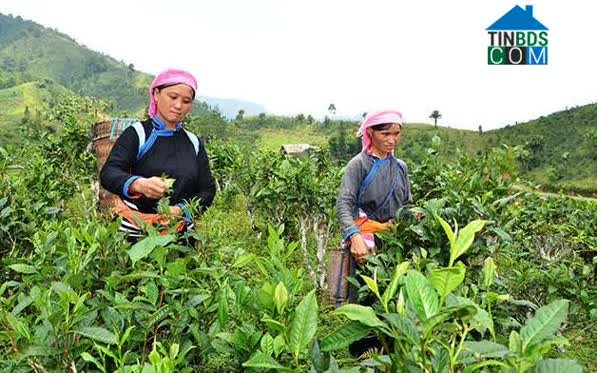 Hình ảnh Bản Liền, Lào Cai