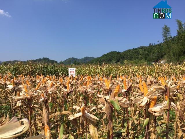 Hình ảnh Tam Thanh, Lạng Sơn