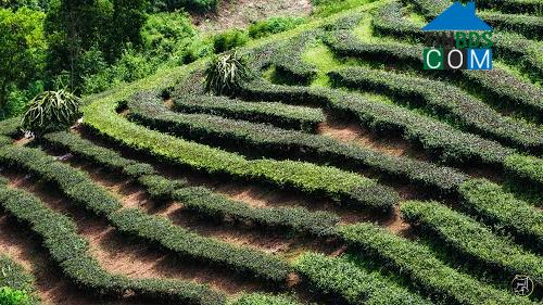 Hình ảnh Thái Bình, Lạng Sơn