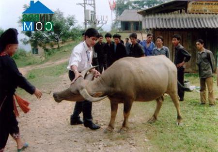 Hình ảnh Sơn Lương, Lào Cai