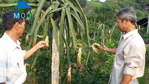 Hình ảnh Nam Cường, Lào Cai