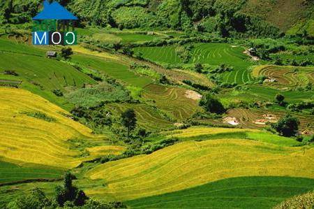 Hình ảnh Phình Hồ, Lào Cai