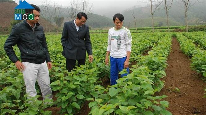 Hình ảnh Trấn Yên, Lào Cai