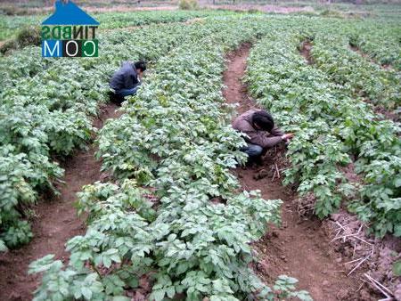 Hình ảnh Văn Chấn, Lào Cai