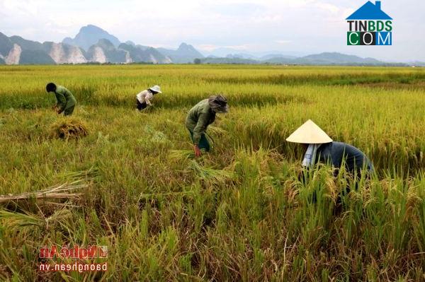 Hình ảnh Anh Sơn Đông, Nghệ An