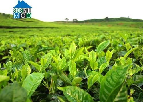 Hình ảnh Măng Đen, Quảng Ngãi