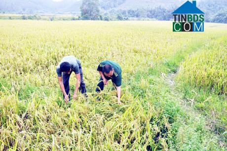 Hình ảnh Quảng Đức, Quảng Ninh