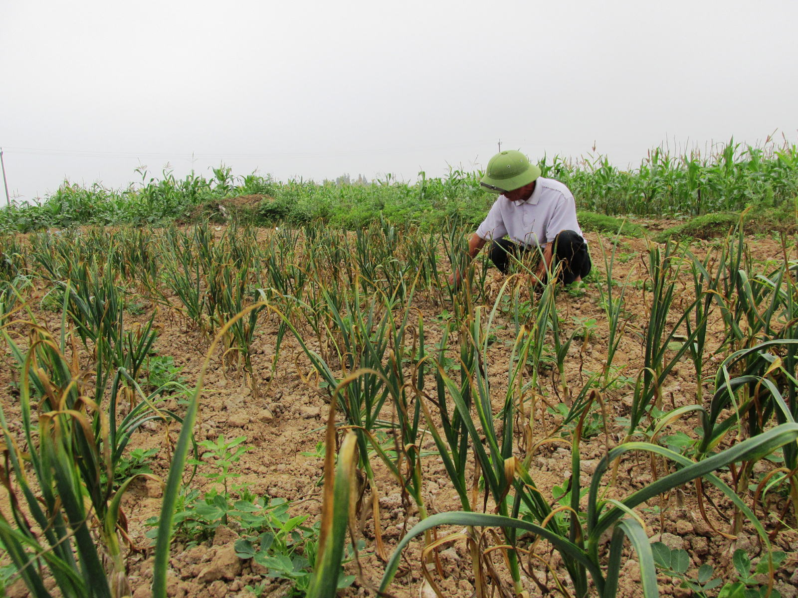 Hình ảnh Nam Gianh, Quảng Trị
