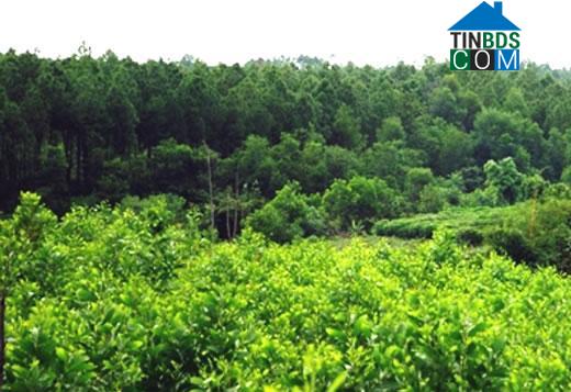 Hình ảnh Tân Mỹ, Quảng Trị