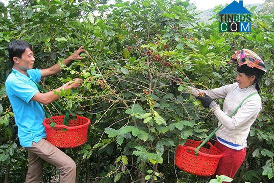 Hình ảnh Muổi Nọi, Sơn La