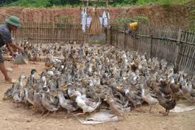 Hình ảnh Tường Hạ, Sơn La