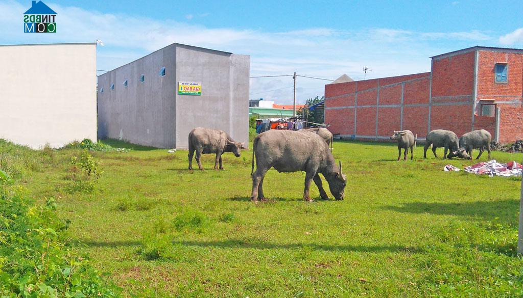 Hình ảnh Mỹ Yên, Tây Ninh
