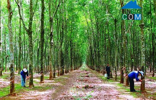 Hình ảnh Hòa Hội, Tây Ninh