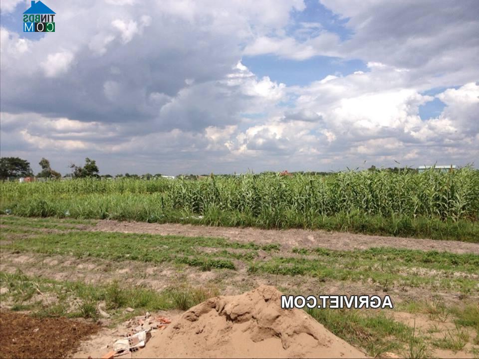 Hình ảnh Mỹ Hạnh, Tây Ninh