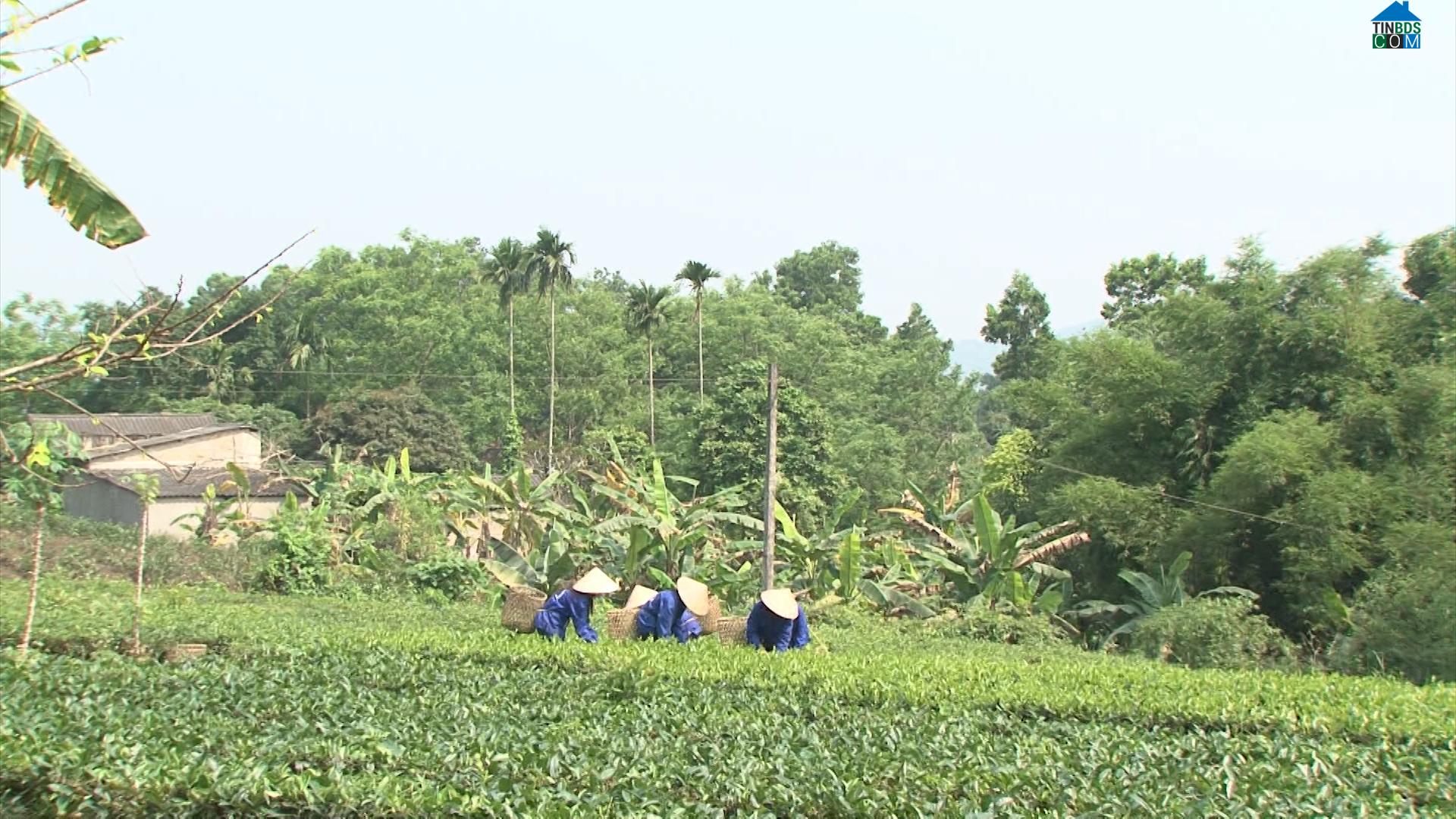 Hình ảnh Đại Phúc, Thái Nguyên