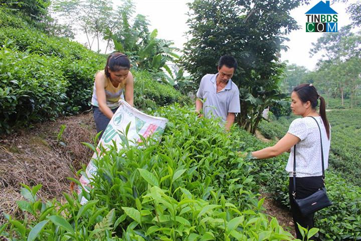 Hình ảnh Phú Lương, Thái Nguyên