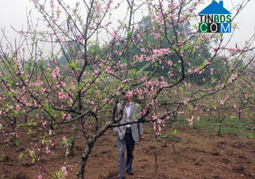 Hình ảnh Xuân Du, Thanh Hóa