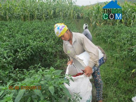 Hình ảnh Biện Thượng, Thanh Hóa