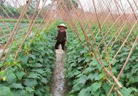 Hình ảnh Kim Tân, Thanh Hóa