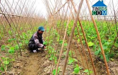 Hình ảnh Nông Cống, Thanh Hóa