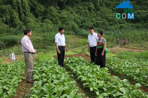 Hình ảnh Sao Vàng, Thanh Hóa