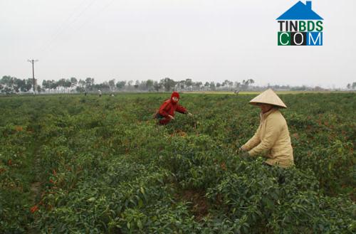 Hình ảnh Thiệu Tiến, Thanh Hóa