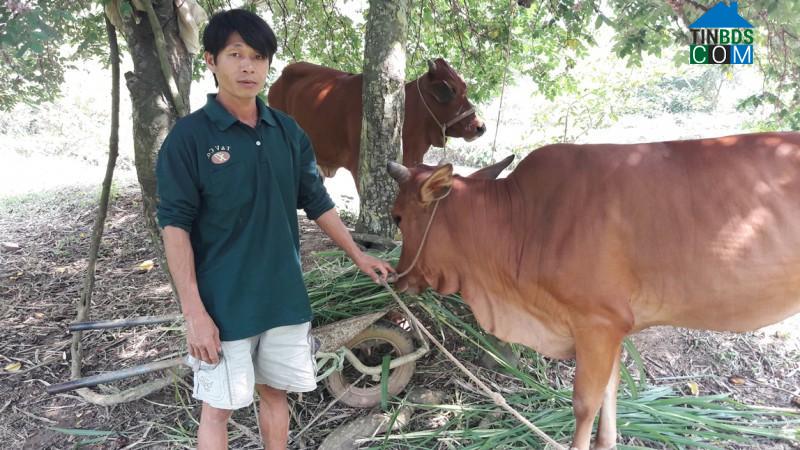 Hình ảnh Bỉm Sơn, Thanh Hóa