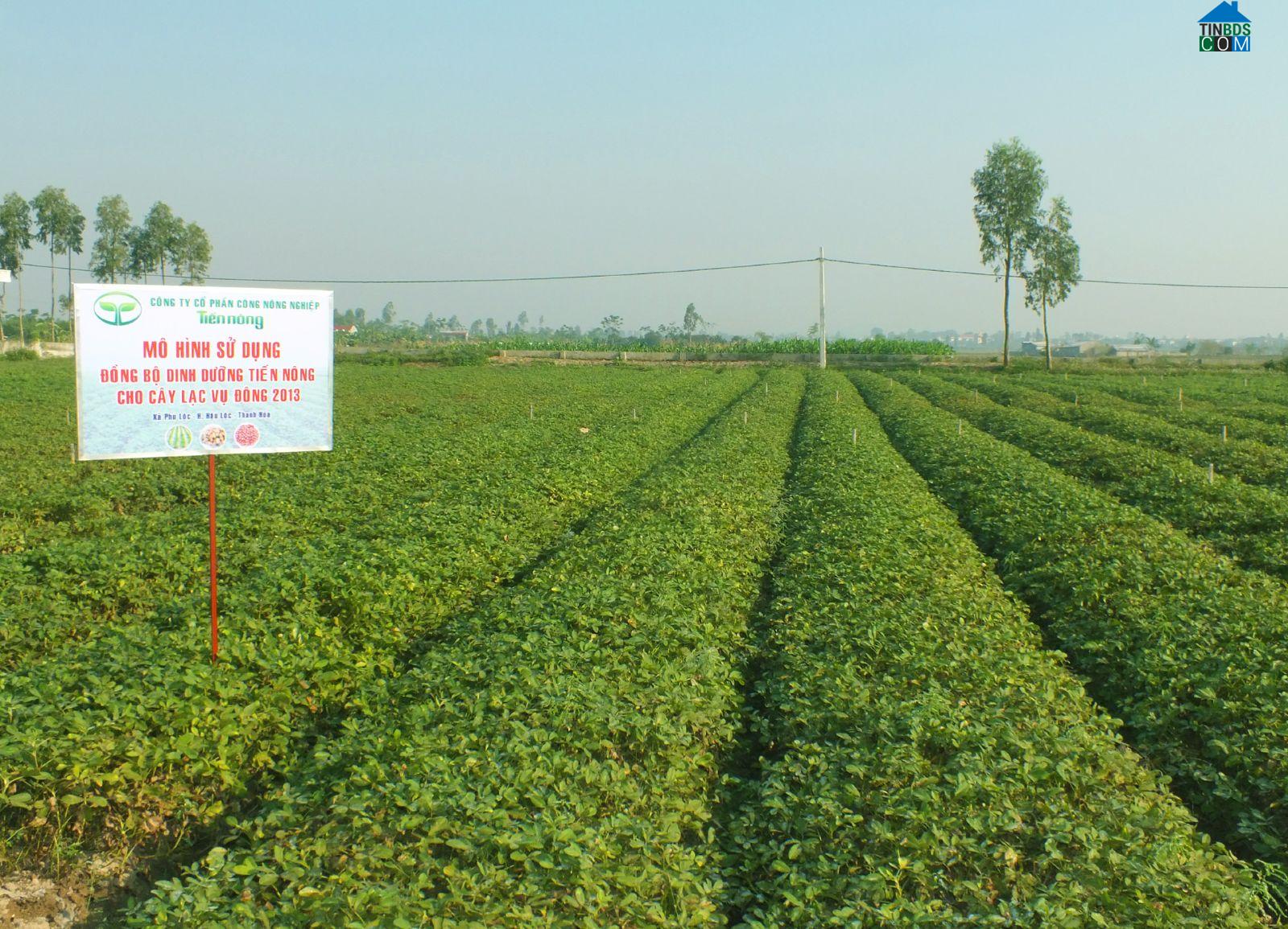 Hình ảnh Hoa Lộc, Thanh Hóa