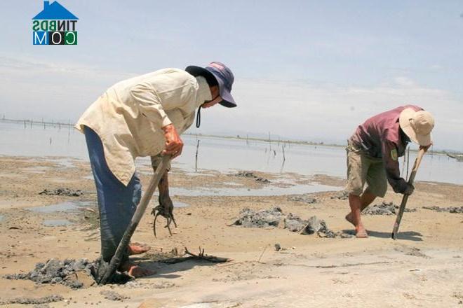 Hình ảnh Phong Quảng, Huế